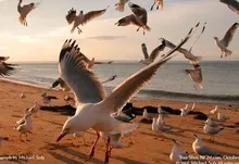 nature seagulls 1920x1200 wallpaper Art HD Wallpaper
